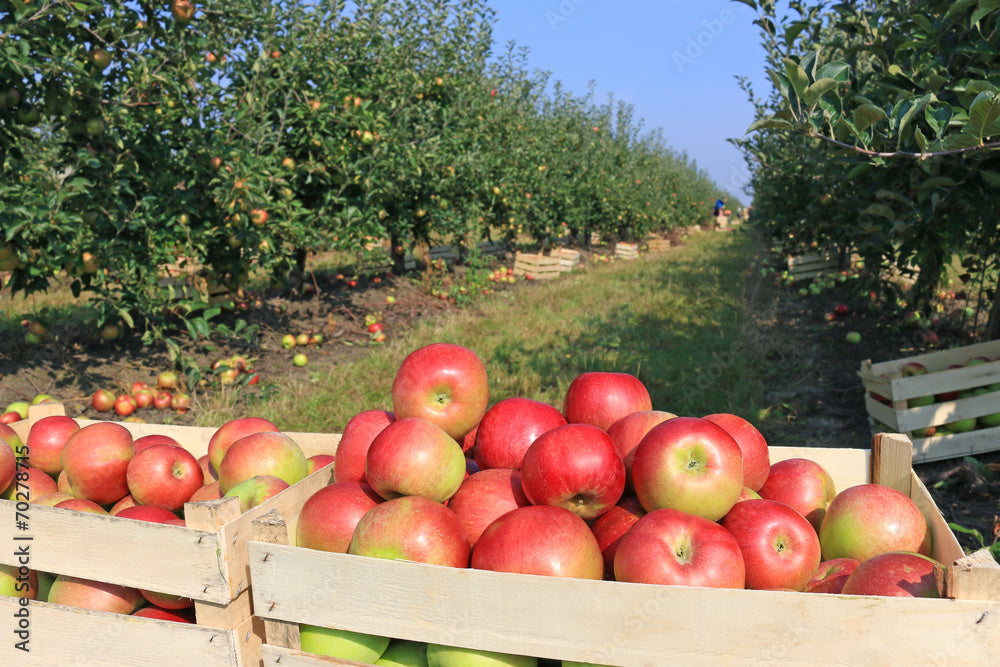 Rows of apple trees on a beautiful sunny day with wood cartons of fresh picked apples in the foreground.
