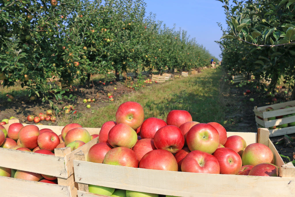 Wooden baskets piled high with apples sit in front of rows of apple treest
